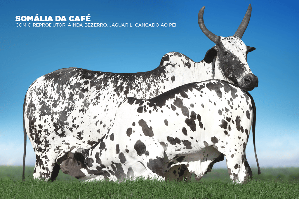 Imagem 1 de 1
