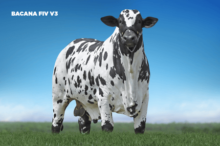 BACANA FIV V3 - imagem 1