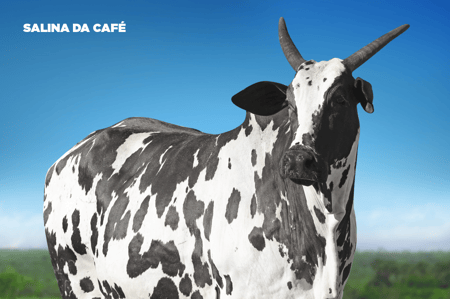 SALINA DA CAFÉ - imagem 1