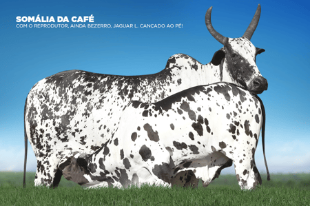 SOMÁLIA DA CAFÉ - imagem 1